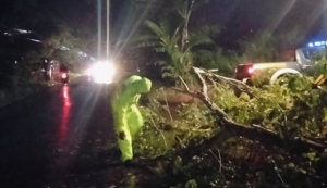Tutup Jalan Utama Karangdadap-Doro! Pohon Tumbang Malam Hari, Polisi dan Warga Turun Tangan Cepat
