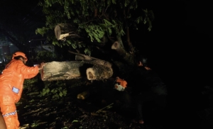 Pohon Tumbang Tutup Jalur Pantura Pemalang, Arus Lalu Lintas Sempat Contra Flow